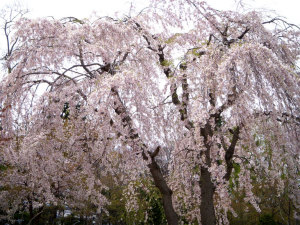 ４月２７日のしだれ桜：その１